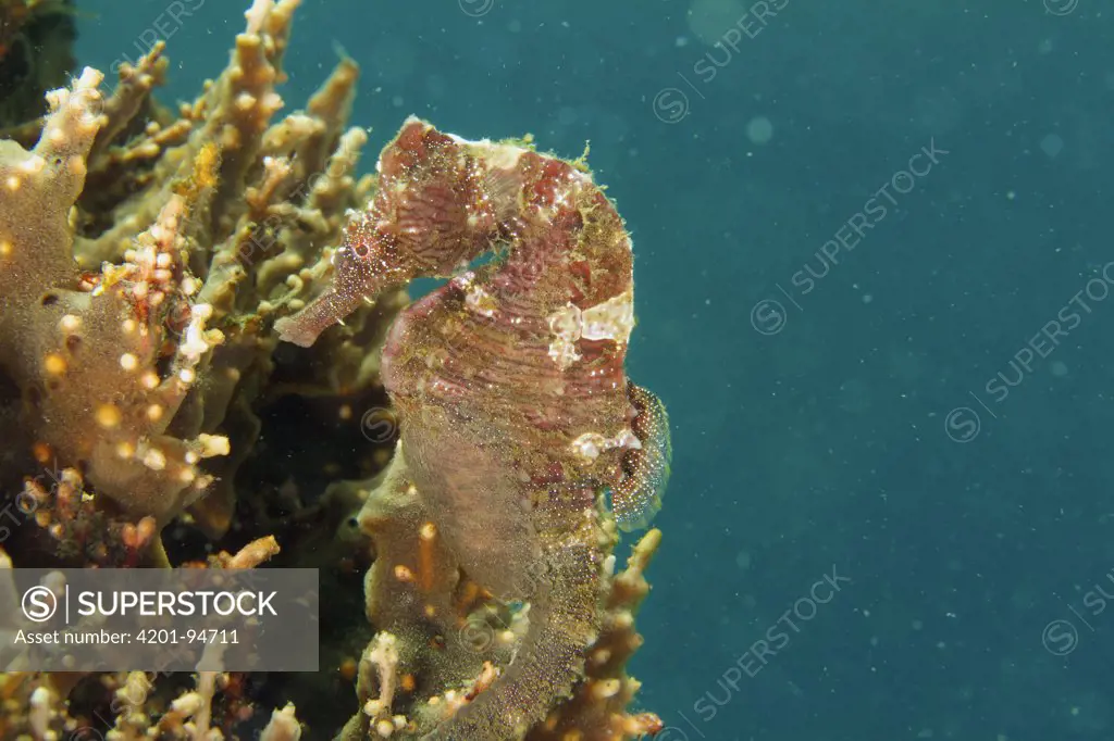 Spotted Seahorse (Hippocampus erectus) male brooding eggs, West Palm Beach, Florida