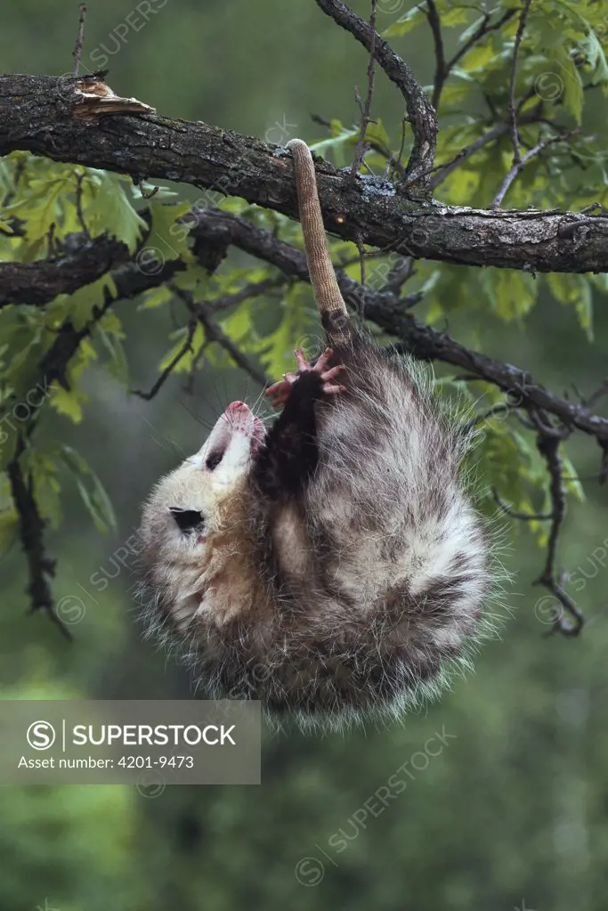 Virginia Opossum (Didelphis virginiana) female hanging in tree by prehensile tail, North America