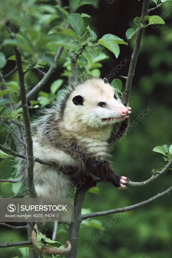 Virginia Opossum (Didelphis virginiana) female in tree, North America