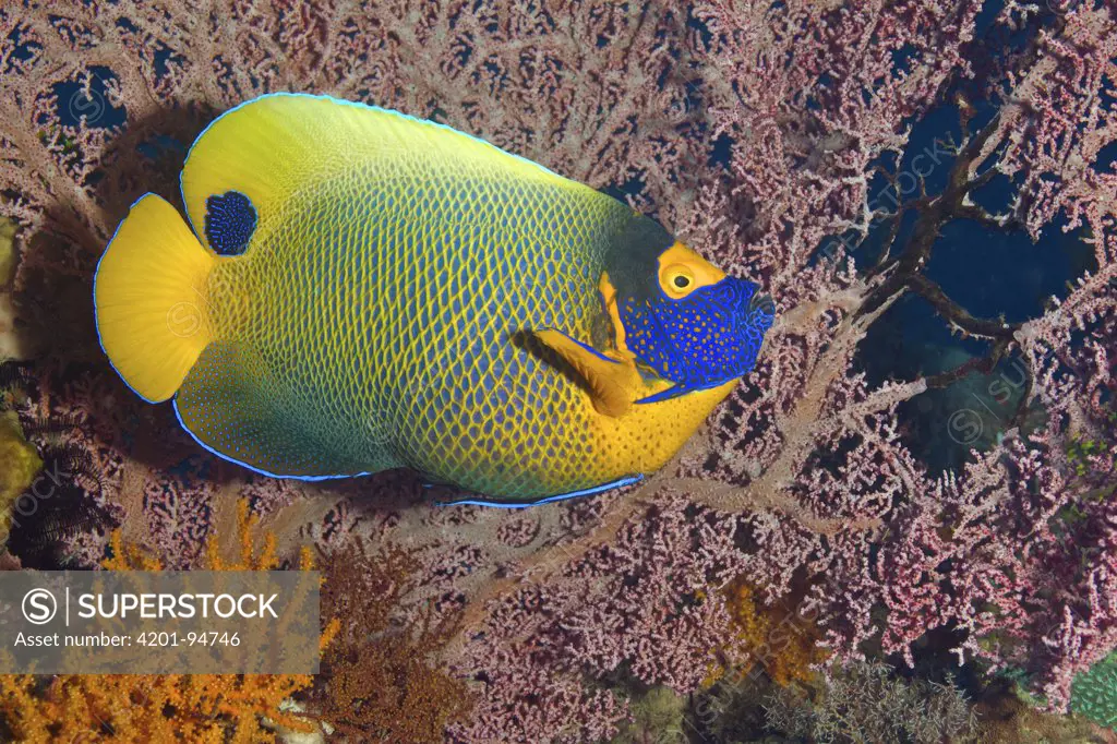 Scribble-faced Angelfish (Pomacanthus xanthometopon), Bali, Indonesia