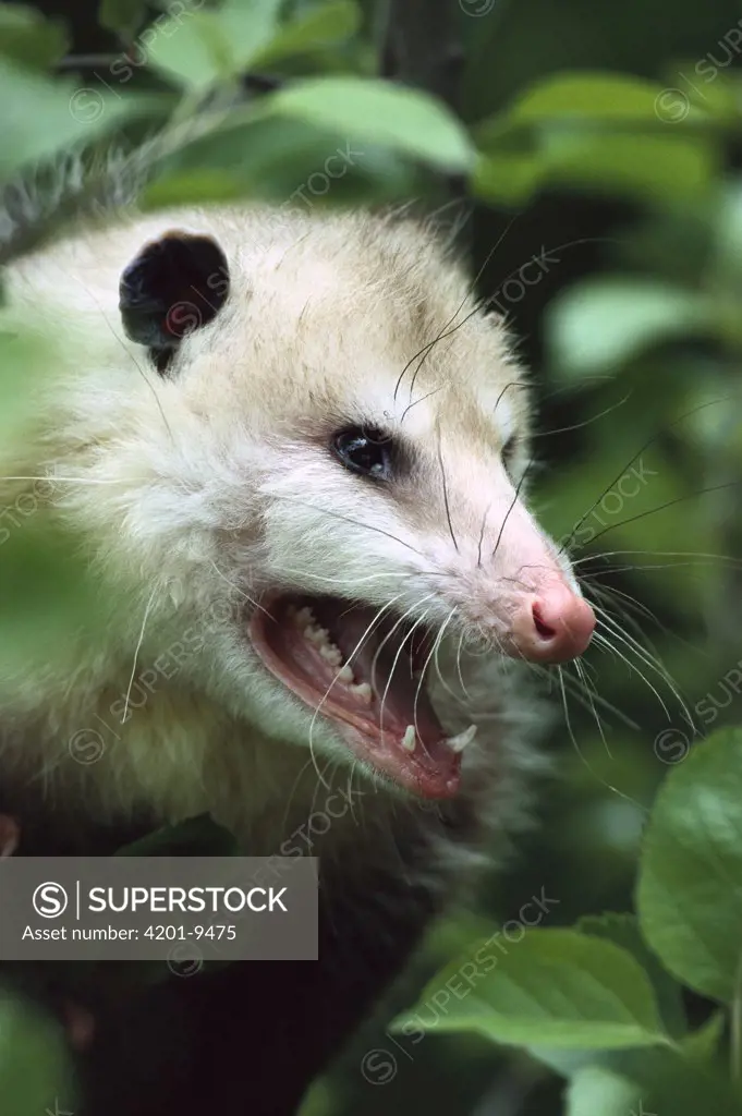 Virginia Opossum (Didelphis virginiana) female hissing, North America