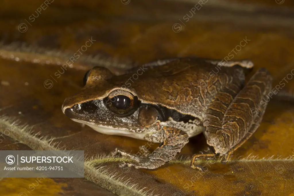 Tilaran Robber Frog (Craugastor mimus), northern Costa Rica