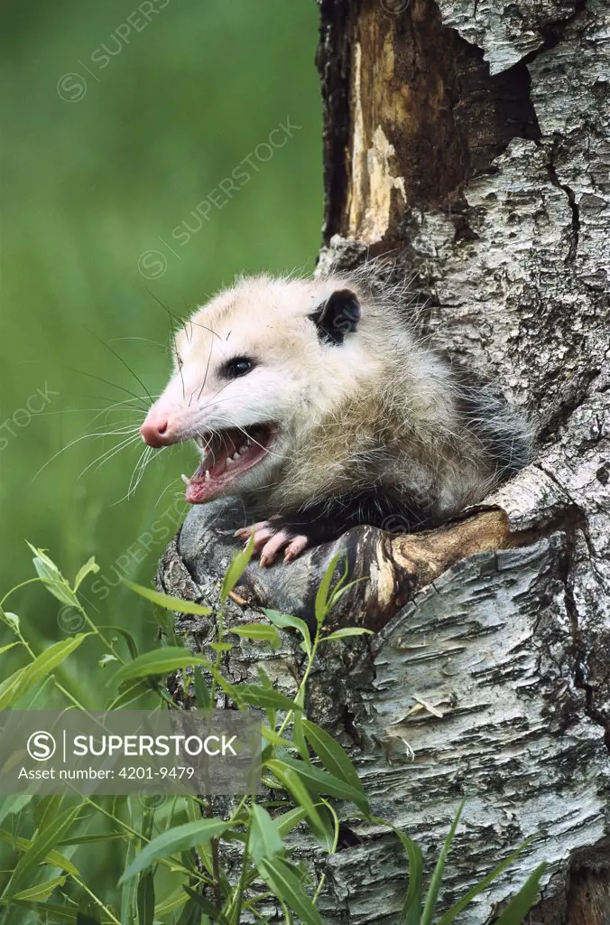 Virginia Opossum (Didelphis virginiana) female hissing from tree cavity, North America