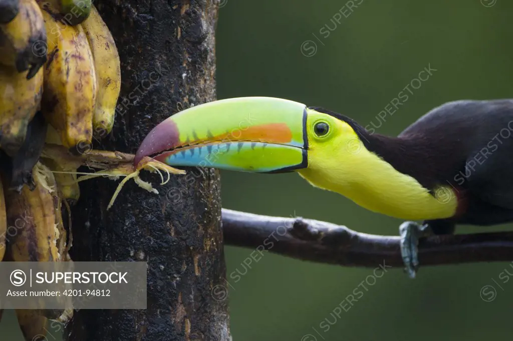 Keel-billed Toucan (Ramphastos sulfuratus) feeding on bananas, northern Costa Rica