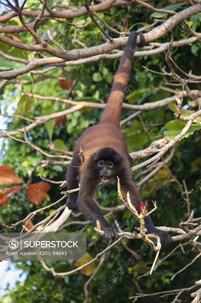 Black-handed Spider Monkey (Ateles geoffroyi) male calling, Osa Peninsula, Costa Rica