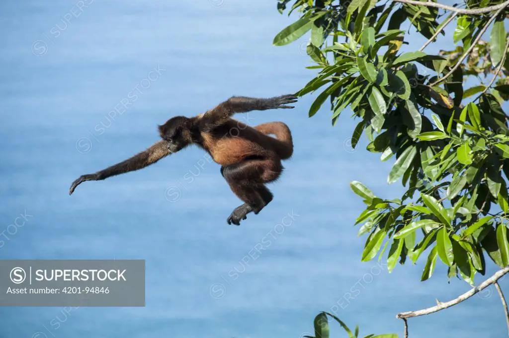 Black-handed Spider Monkey (Ateles geoffroyi) leaping from tree, Osa Peninsula, Costa Rica