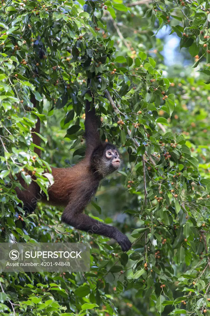 Black-handed Spider Monkey (Ateles geoffroyi) in tree, Osa Peninsula, Costa Rica