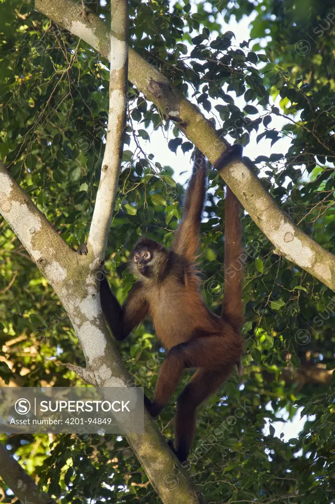 Black-handed Spider Monkey (Ateles geoffroyi) climbing tree, Osa Peninsula, Costa Rica