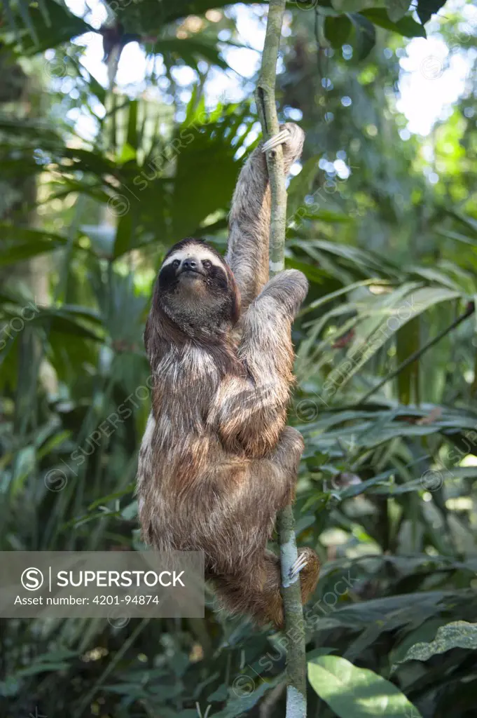 Brown-throated Three-toed Sloth (Bradypus variegatus) climbing tree, Aviarios Sloth Sanctuary, Costa Rica