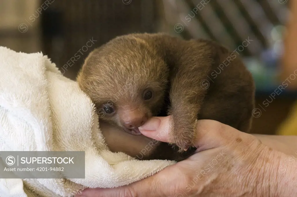 Hoffmann's Two-toed Sloth (Choloepus hoffmanni) orphaned baby chewing on thumb of caretaker, Aviarios Sloth Sanctuary, Costa Rica