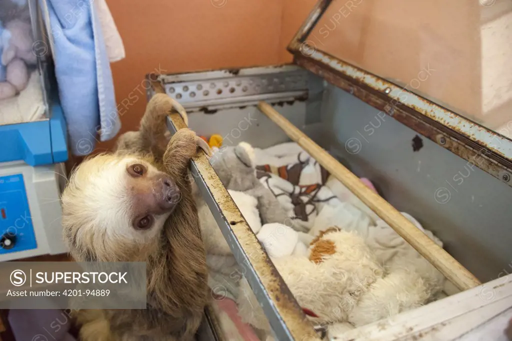 Hoffmann's Two-toed Sloth (Choloepus hoffmanni) rescued adult climbing on incubators in nursery, Aviarios Sloth Sanctuary, Costa Rica