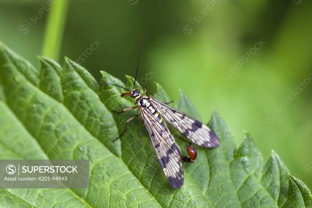 Common Scorpion Fly (Panorpa communis) male, Bavaria, Germany