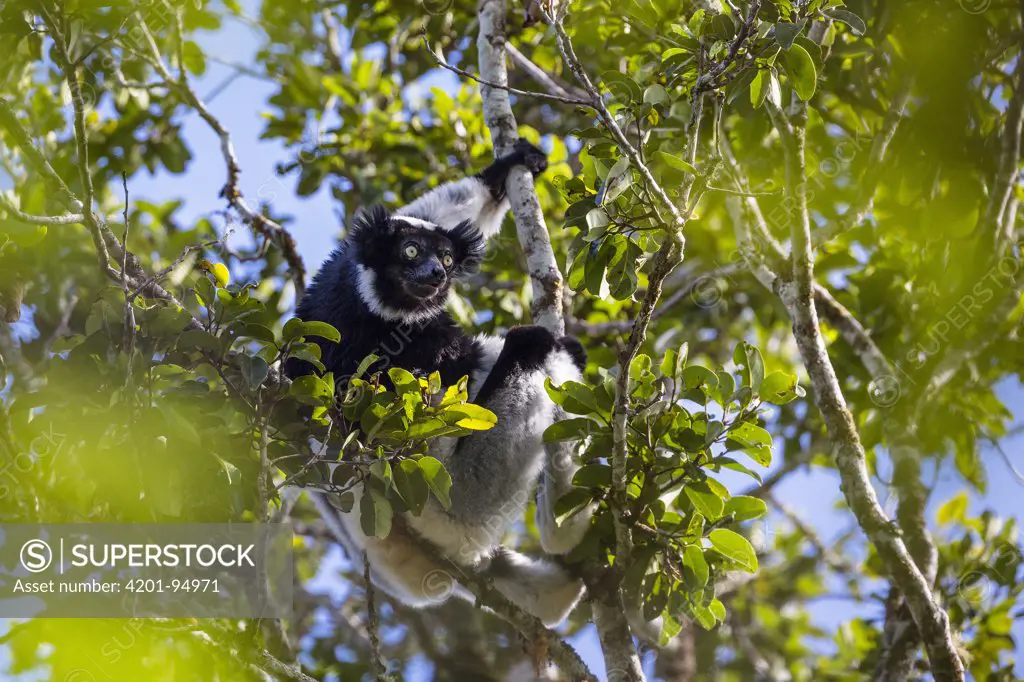 Indri (Indri indri) in tree, Andasibe Mantadia National Park, Madagascar