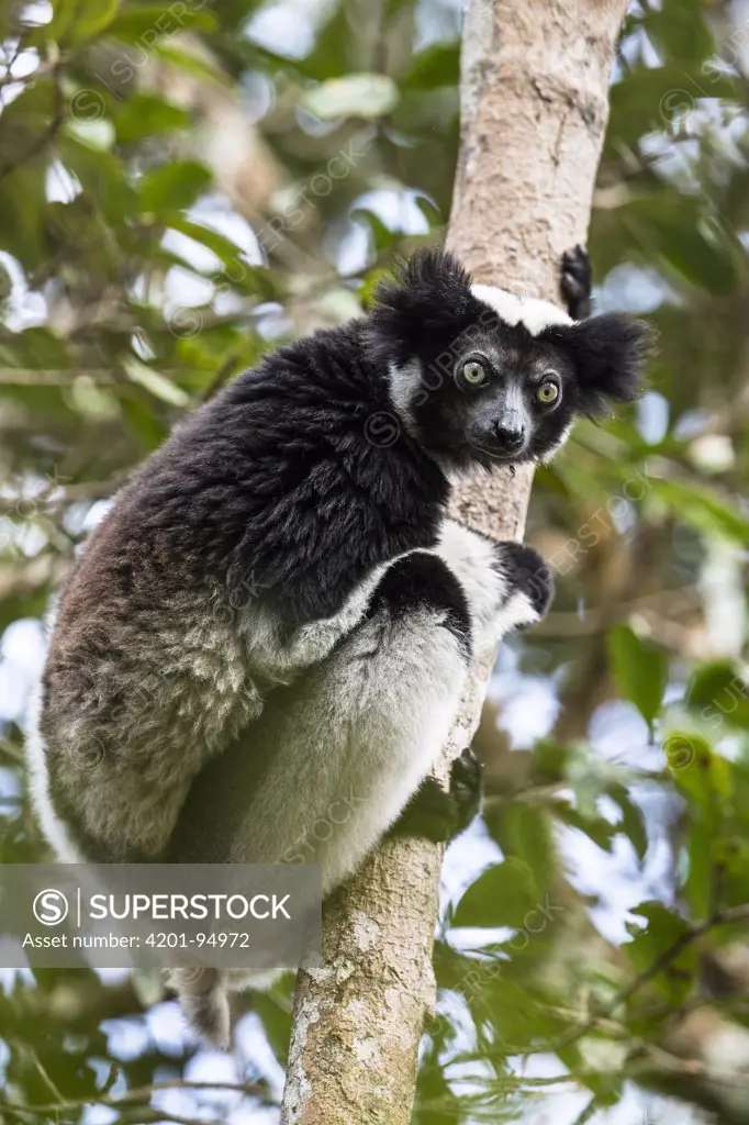 Indri (Indri indri) in tree, Andasibe Mantadia National Park, Madagascar