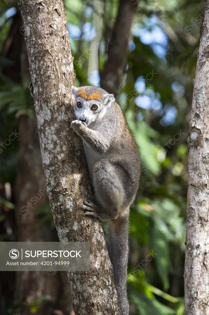 Crowned Lemur (Eulemur coronatus) female feeding in tree, Madagascar