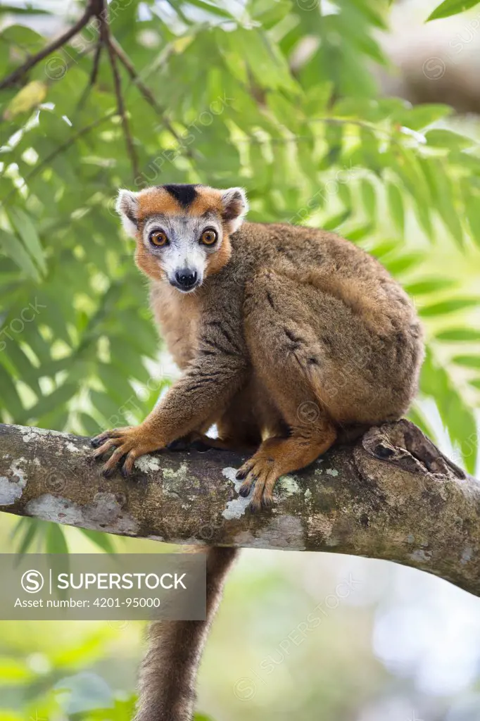 Crowned Lemur (Eulemur coronatus) male in tree, Madagascar
