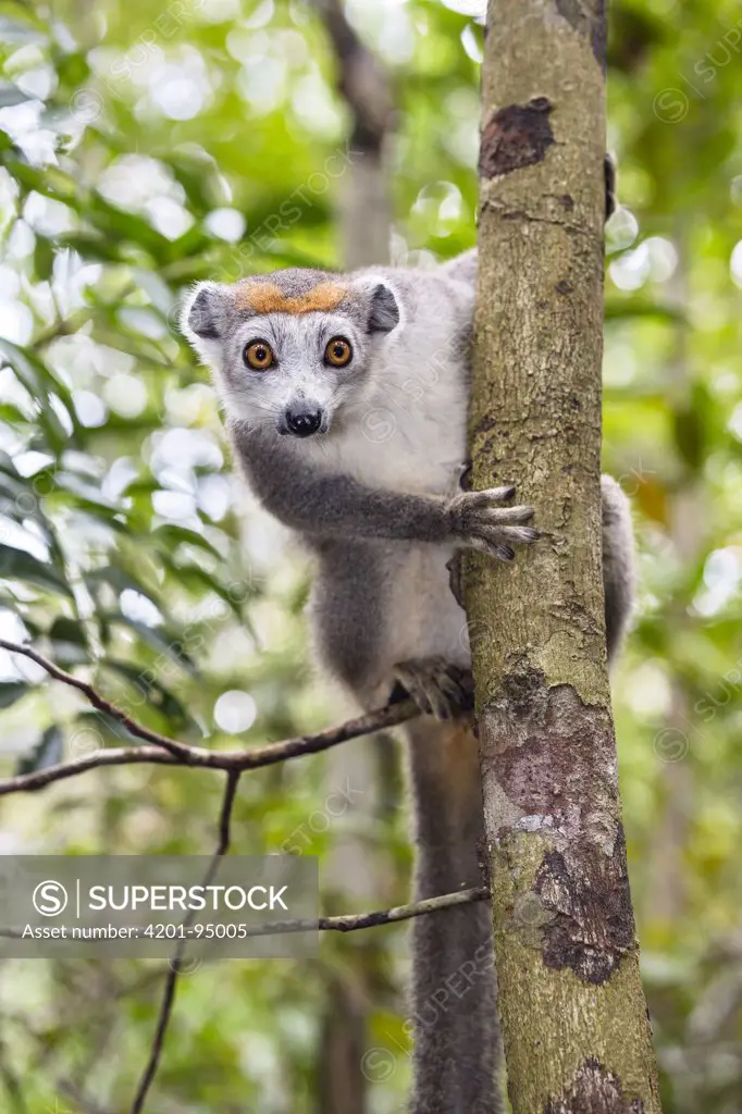 Crowned Lemur (Eulemur coronatus) female in tree, Madagascar