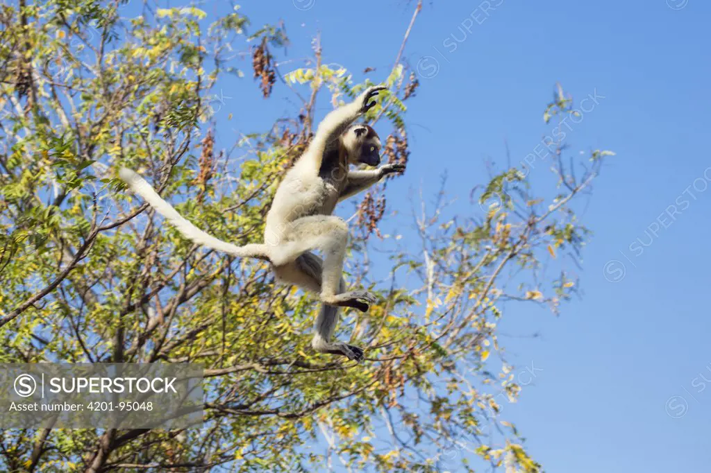 Verreaux's Sifaka (Propithecus verreauxi) jumping between trees, Berenty Reserve, Madagascar