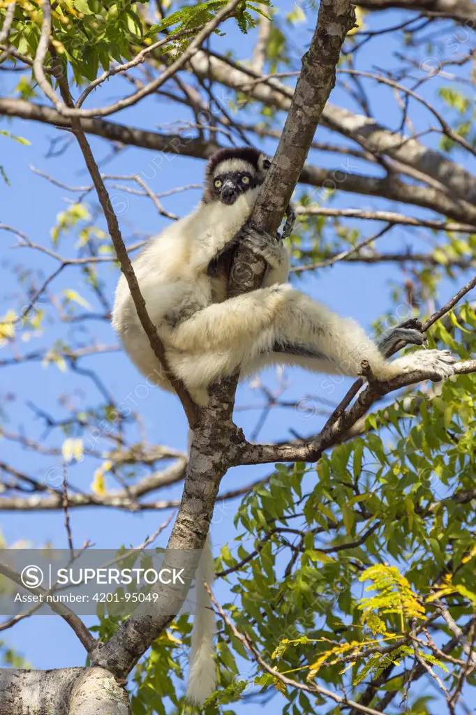 Verreaux's Sifaka (Propithecus verreauxi) resting in tree, Berenty Reserve, Madagascar