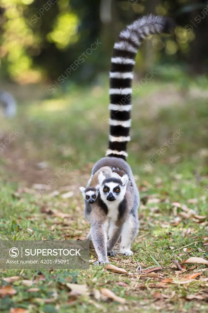 Ring-tailed Lemur (Lemur catta) mother carrying young, Nahampoana Reserve, Madagascar