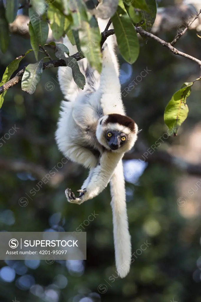 Verreaux's Sifaka (Propithecus verreauxi) hanging from tree, Nahampoana Reserve, Madagascar