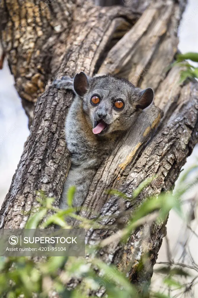 Red-tailed Sportive Lemur (Lepilemur ruficaudatus) sticking out tongue in tree cavity, Kirindy Forest, Madagascar