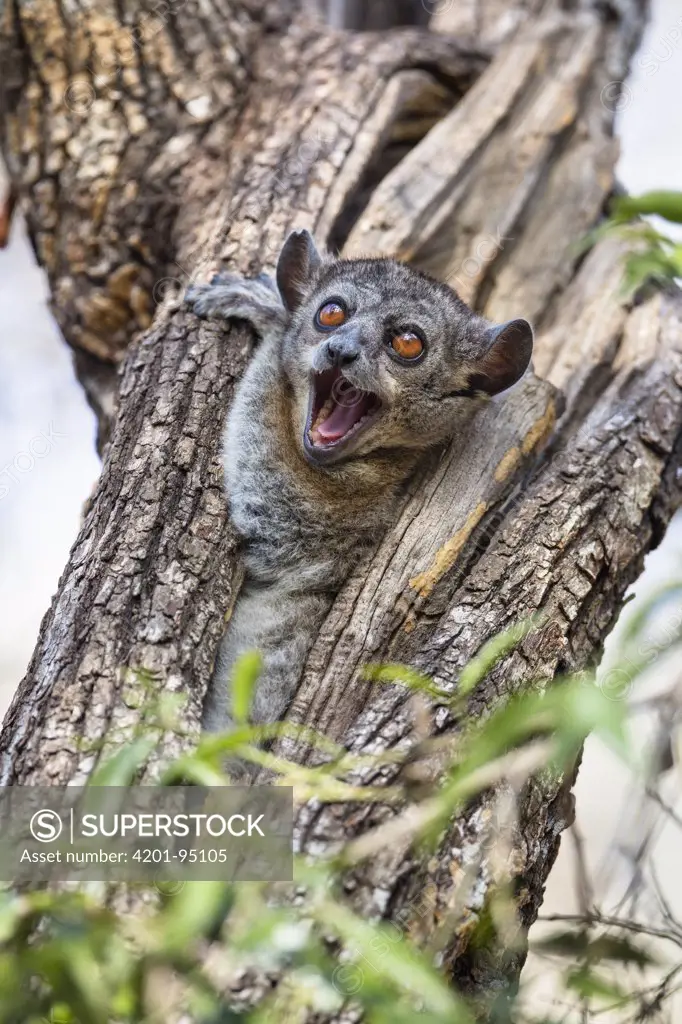Red-tailed Sportive Lemur (Lepilemur ruficaudatus) in defensive posture in tree cavity, Kirindy Forest, Madagascar