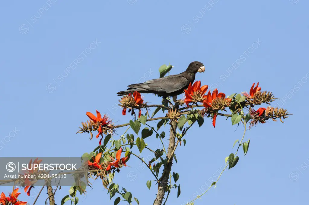 Vasa Parrot (Coracopsis vasa), Morondava, Madagascar