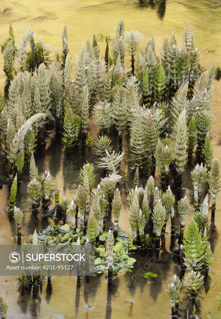 Field Horsetail (Equisetum arvense) plants emerging from shallow water, Moses Coulee, Washington