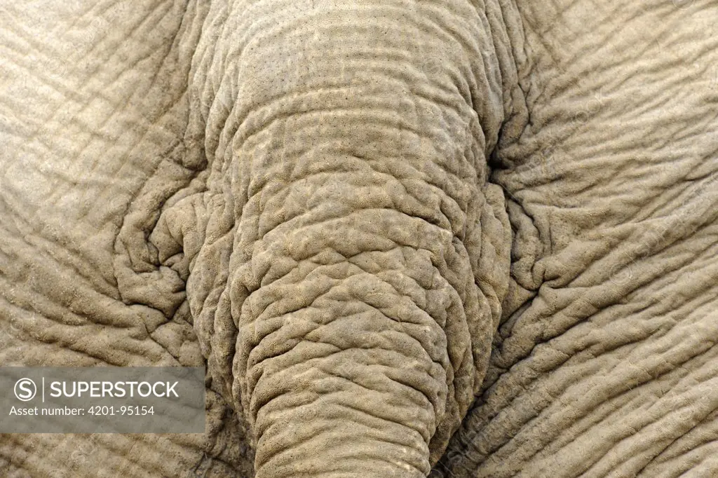 Asian Elephant (Elephas maximus) tail, Krefeld, North Rhine-Westphalia, Germany