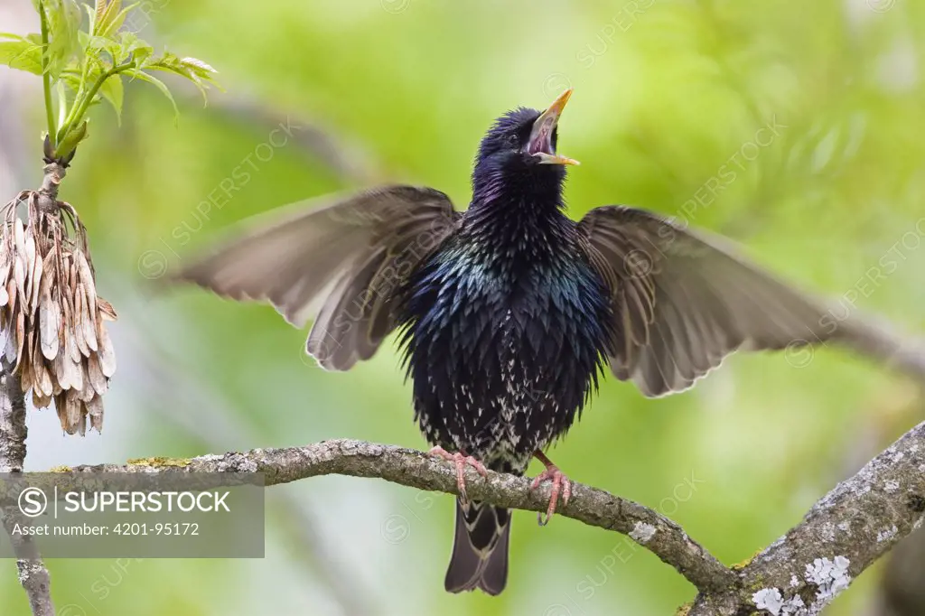 Common Starling (Sturnus vulgaris) singing, Bavaria, Germany