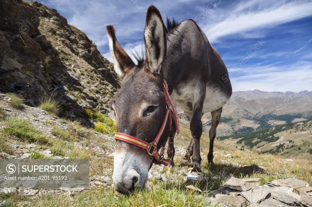 Donkey (Equus asinus) grazing in alpine habitat, Alps, France