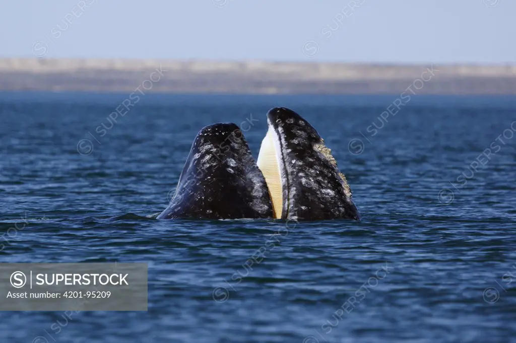 Gray Whale (Eschrichtius robustus) gulp feeding, San Ignacio Lagoon, Baja California, Mexico