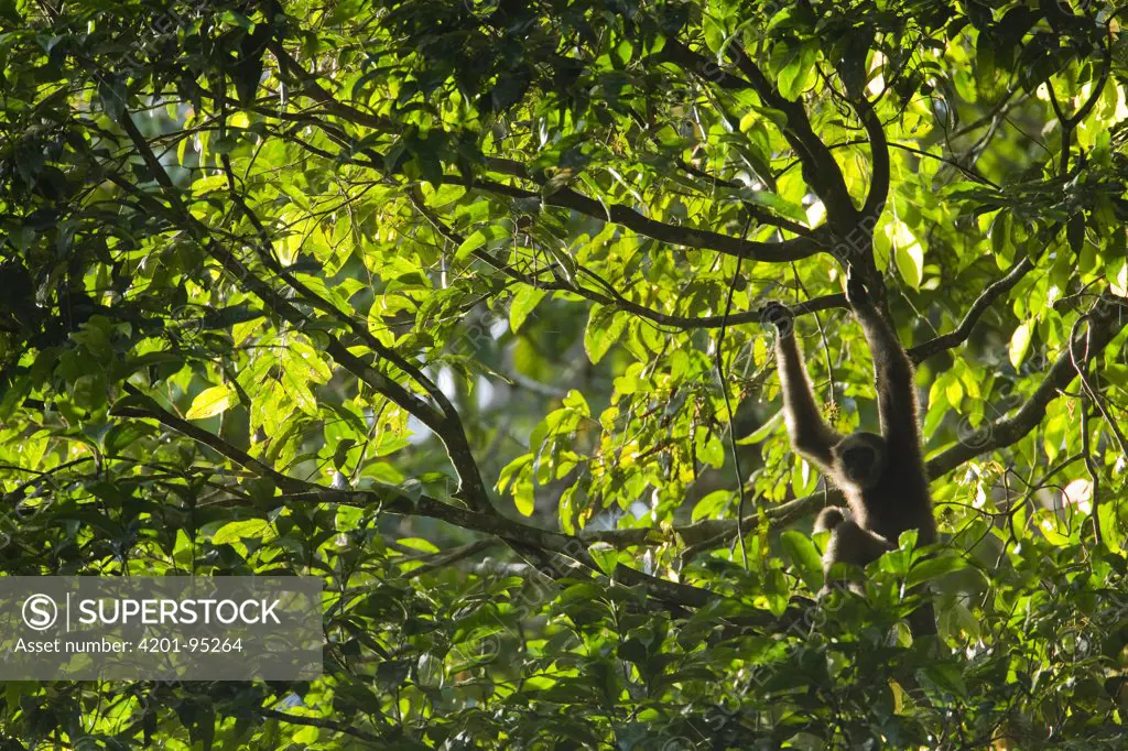 Muller's Bornean Gibbon (Hylobates muelleri) in tree, Tawau Hills Park, Sabah, Borneo, Malaysia