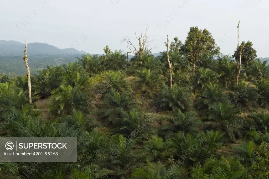 African Oil Palm (Elaeis guineensis) plantation with a few native Meranti (Dipterocarpaceae) tree stumps remaining, Tawau Hills Park, Sabah, Borneo, Malaysia