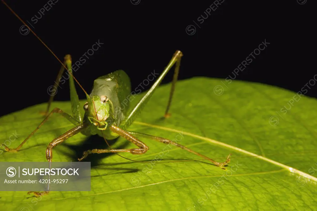 Katydid (Tettigoniidae) cleaning antenna, Tawau Hills Park, Sabah, Borneo, Malaysia