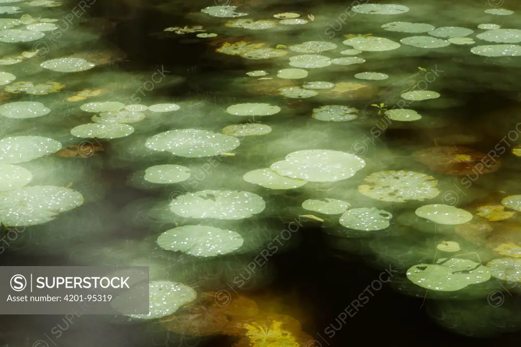 Abstract of lily pads on pond during rain, Tawau Hills Park, Sabah, Borneo, Malaysia