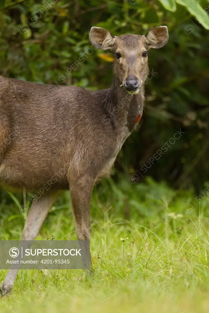 Sambar (Cervus unicolor) lactating female, apparent by red glandular spot on neck, Danum Valley Conservation Area, Sabah, Borneo, Malaysia
