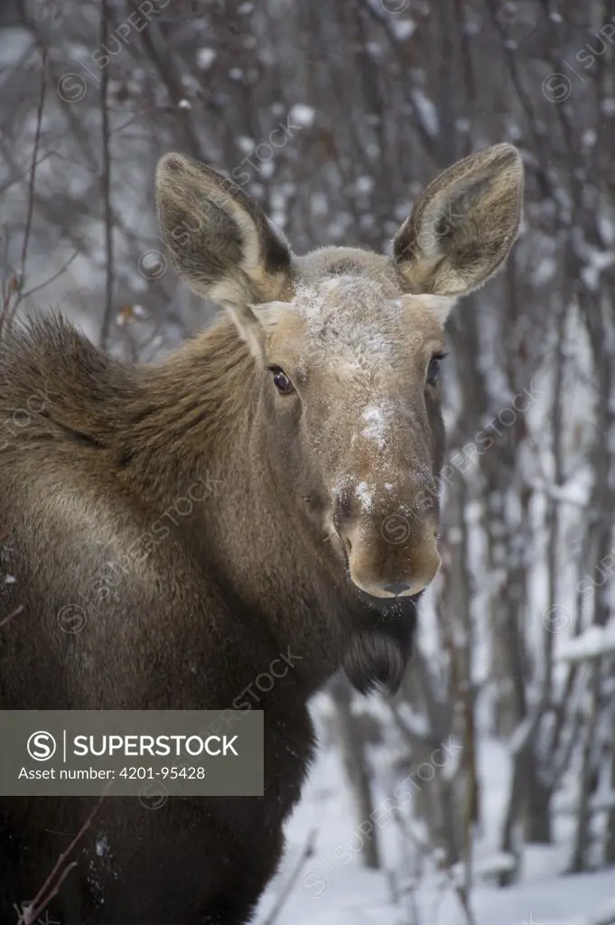 Alaska Moose (Alces alces gigas) female in snow, Alaska
