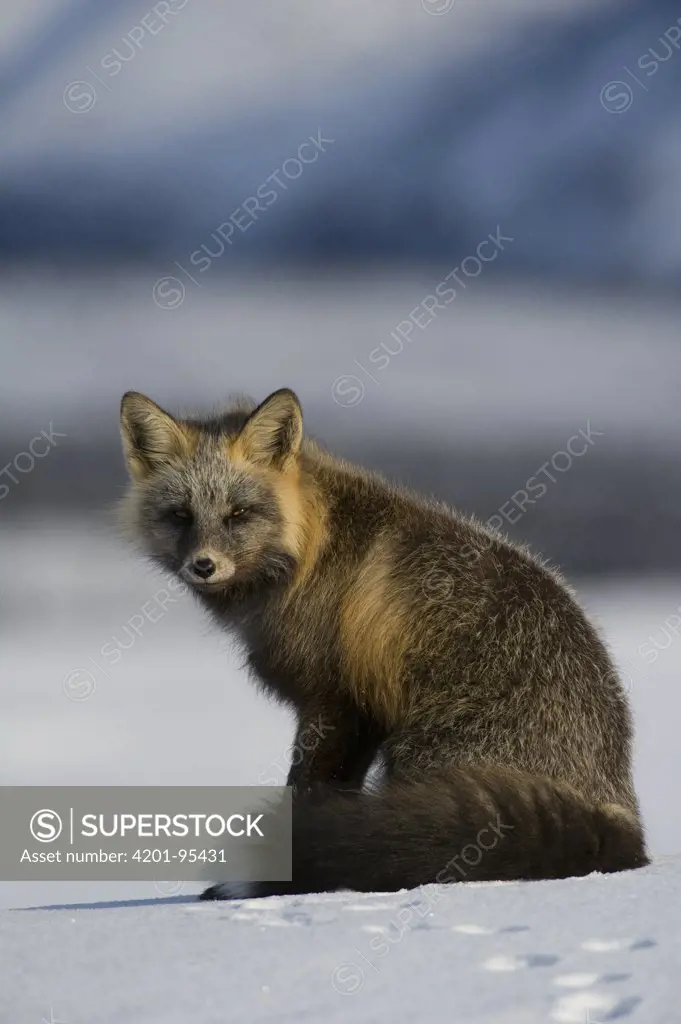 Red Fox (Vulpes vulpes) cross fox, Alaska