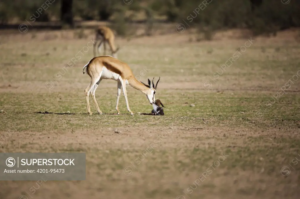 Springbok (Antidorcas marsupialis) mother cleaning calf just after giving birth, Kgalagadi Transfrontier Park, South Africa, sequence 4 of 4