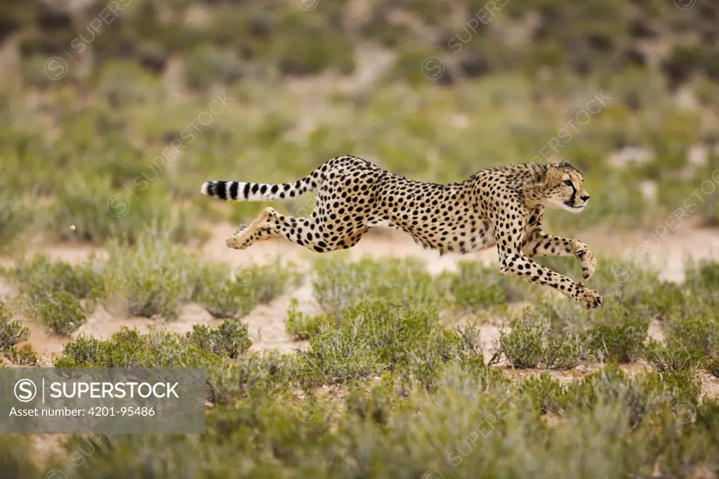 Cheetah (Acinonyx jubatus) running, Kgalagadi Transfrontier Park, South Africa