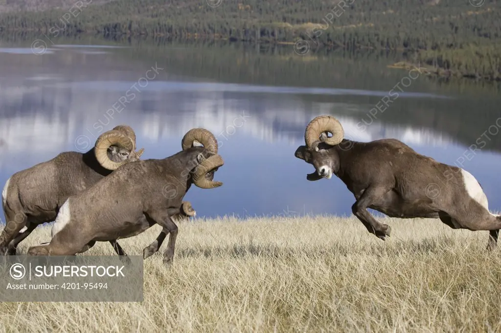 Bighorn Sheep (Ovis canadensis) rams butting heads, western Alberta, Canada, sequence 1 of 3