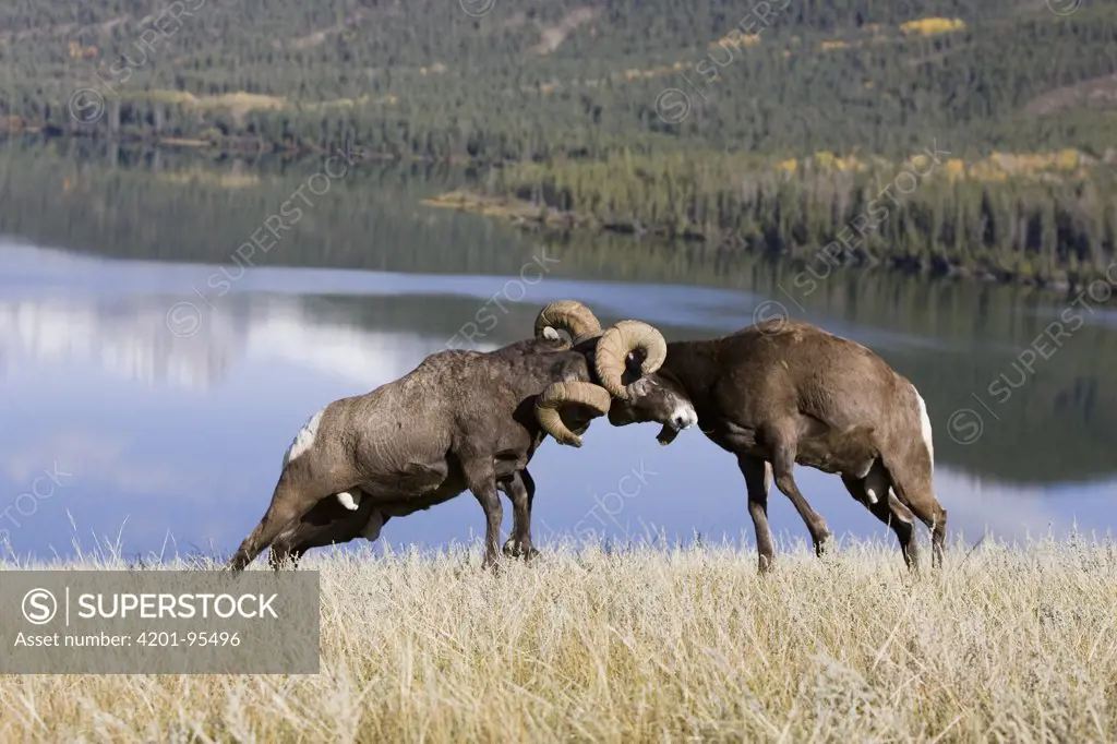 Bighorn Sheep (Ovis canadensis) rams butting heads, western Alberta, Canada, sequence 3 of 3