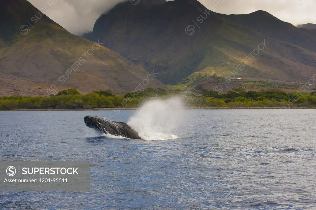 Humpback Whale (Megaptera novaeangliae) spouting, Maui, Hawaii
