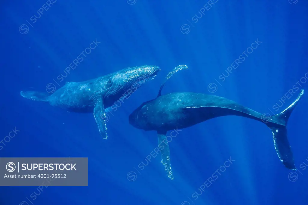 Humpback Whale (Megaptera novaeangliae) males interacting, Maui, Hawaii