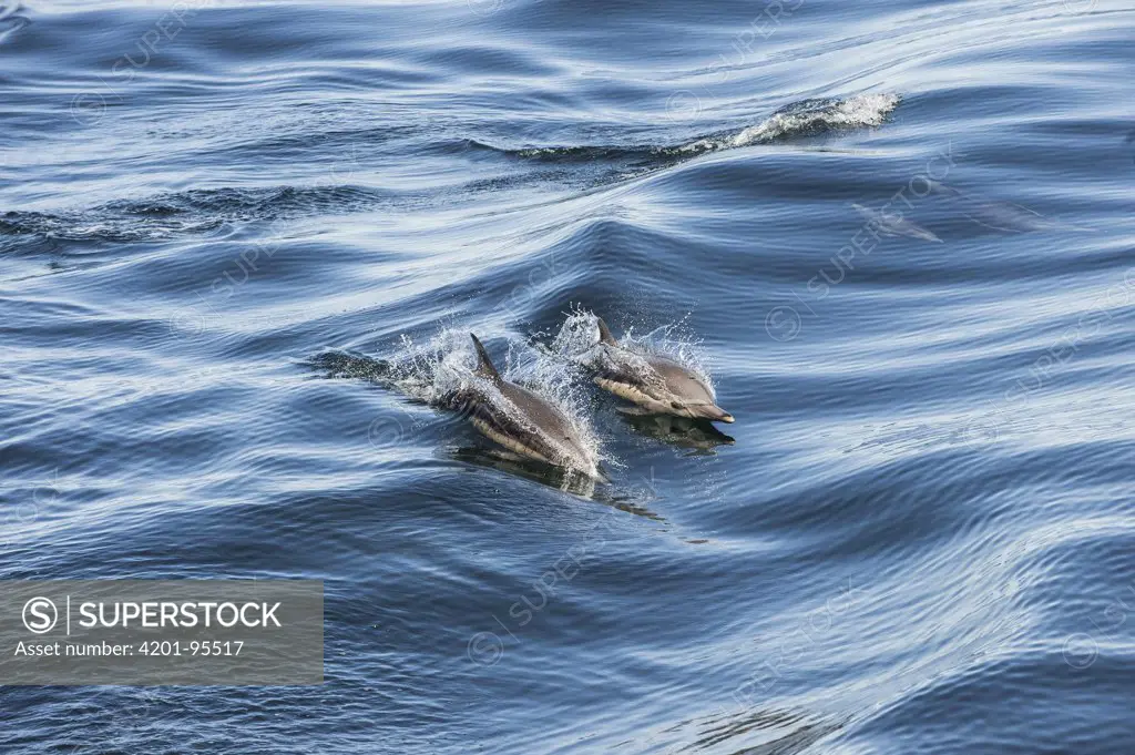 Common Dolphin (Delphinus delphis) pair surfacing, Baja California, Mexico