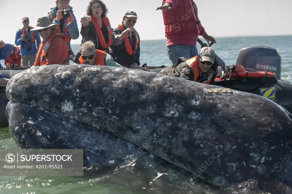 Gray Whale (Eschrichtius robustus) coming up to whale watchers, Magdalena Bay, Baja California, Mexico
