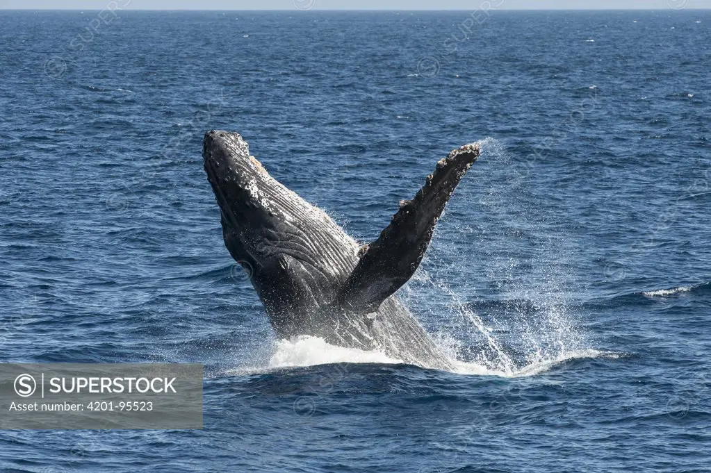 Humpback Whale (Megaptera novaeangliae) breaching, Maui, Hawaii