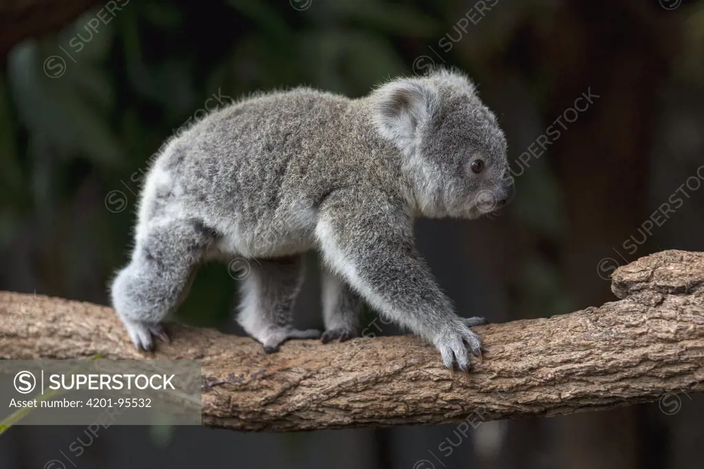 Queensland Koala (Phascolarctos cinereus adustus) juvenile climbing on branch, Lone Pine Koala Sanctuary, Brisbane, Australia